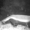Honey badger spotted above UCT’s main campus